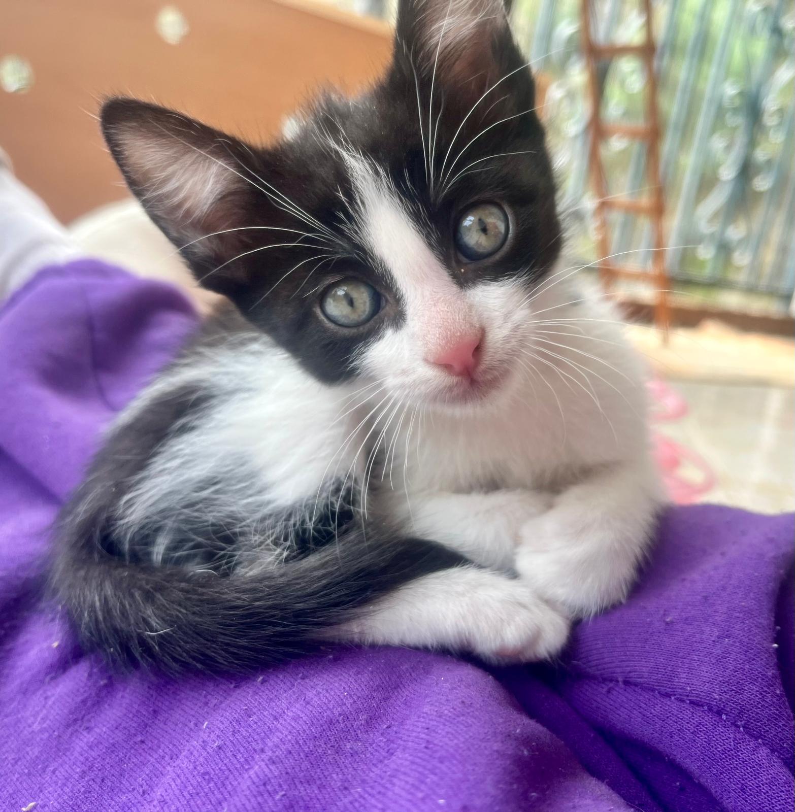 Fotografia de Baguete, gato disponível para adopção