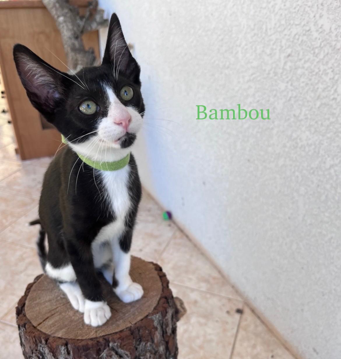 Fotografia de Bambou, gato disponível para adopção