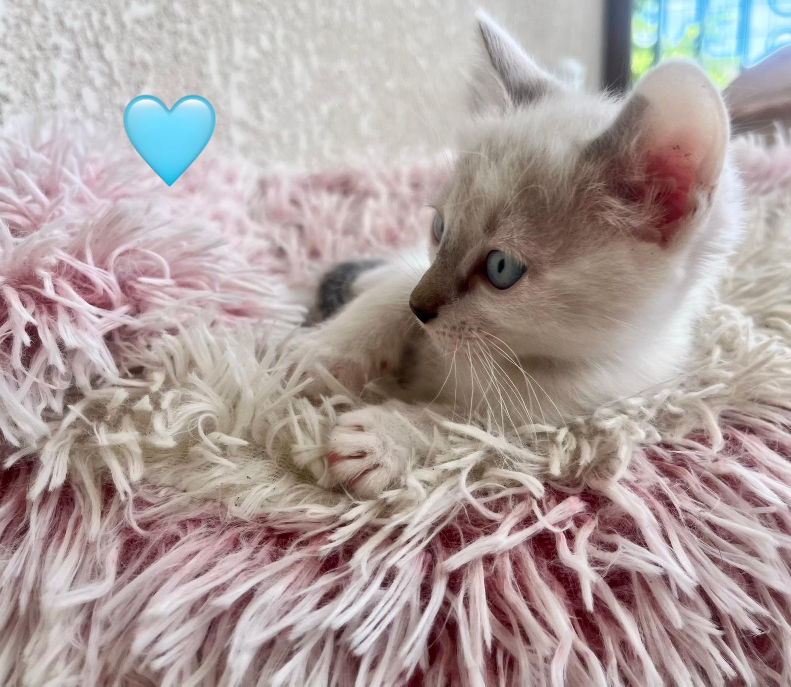 Fotografia de Berlioz, gato disponível para adopção