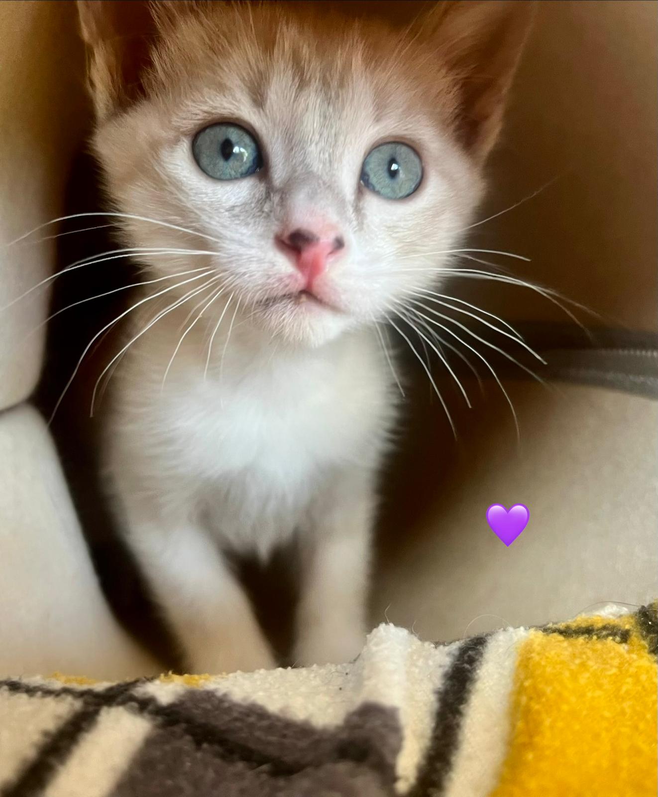Fotografia de Bernardo, gato disponível para adopção