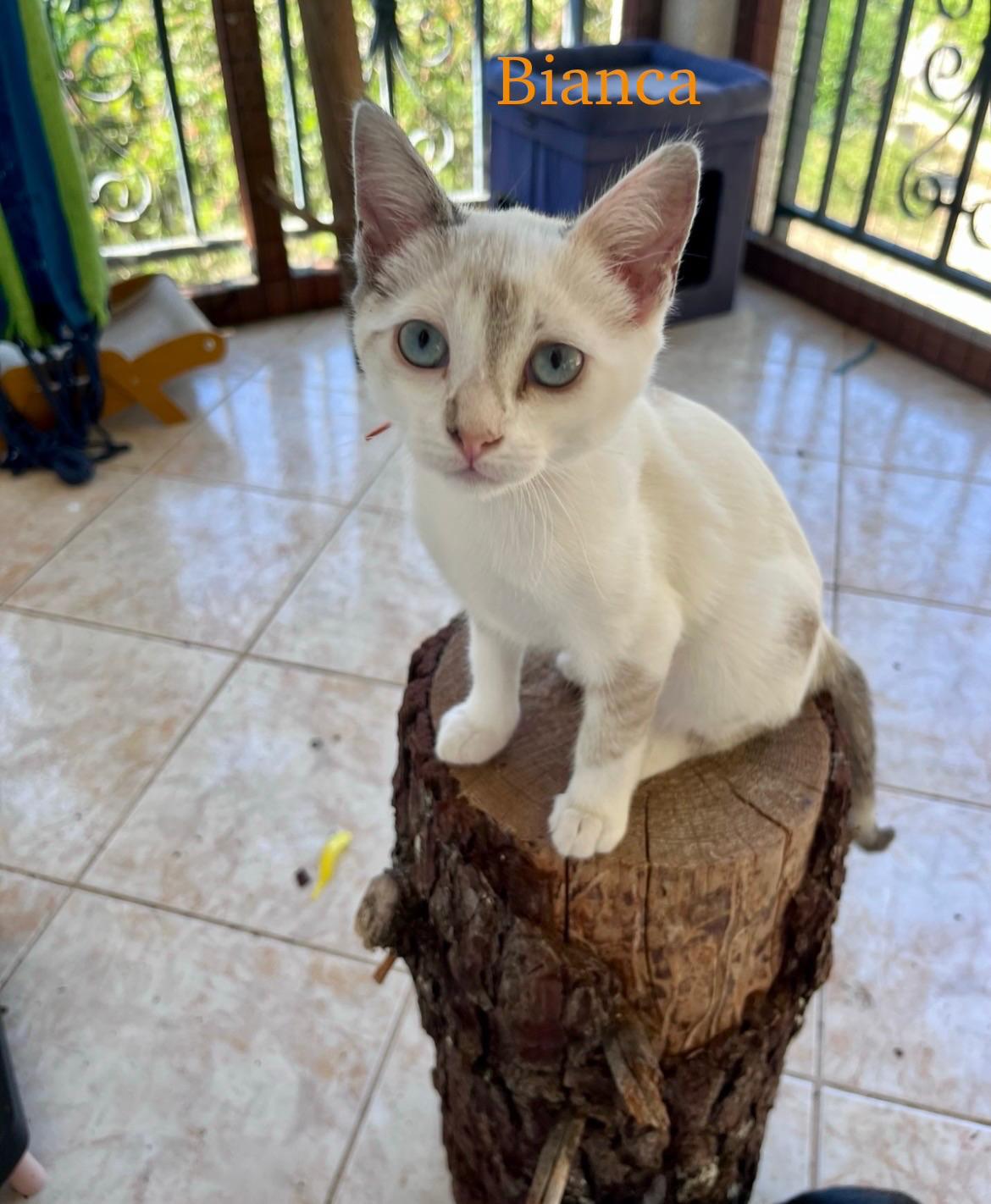 Fotografia de Bianca, gato disponível para adopção