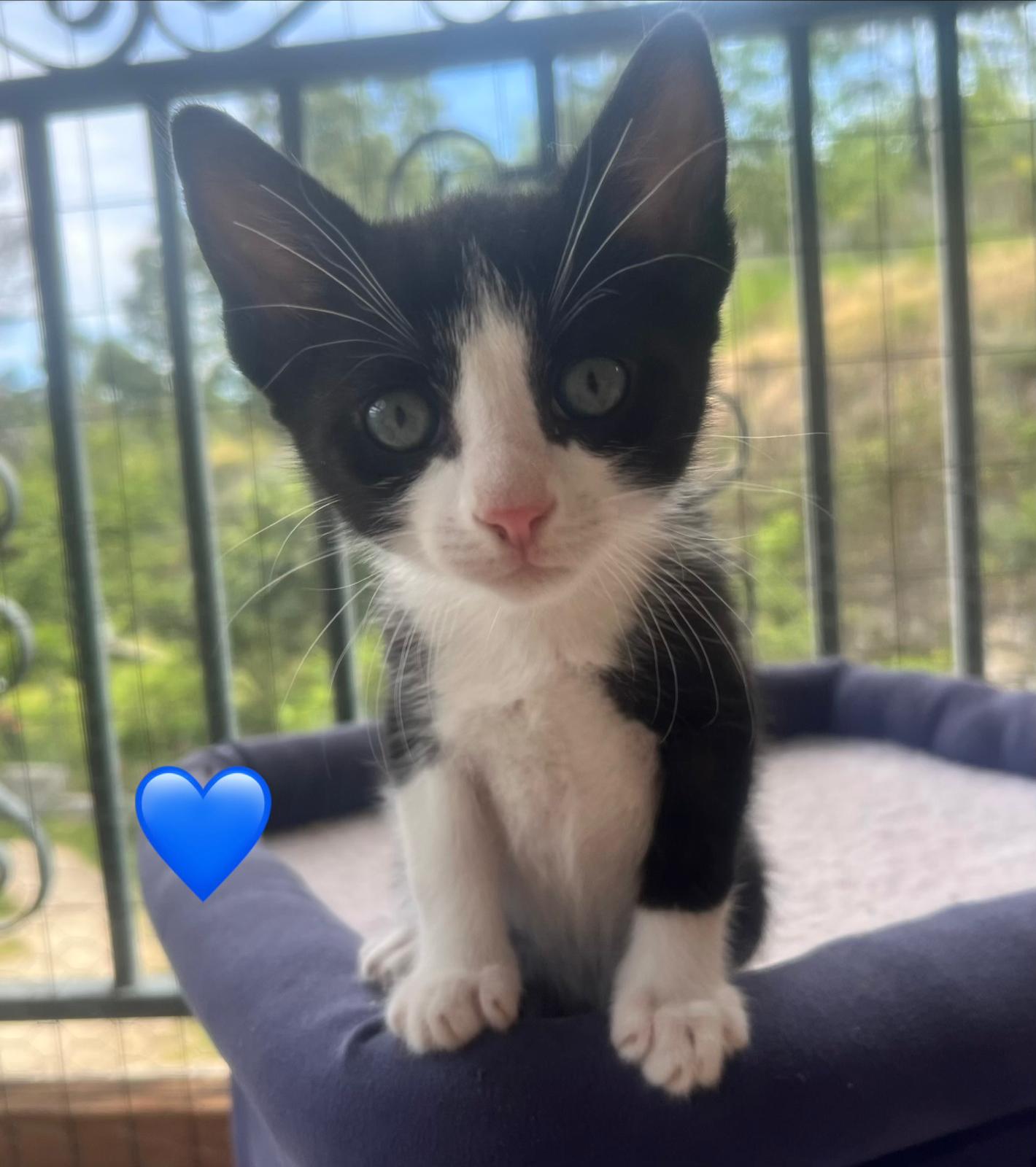 Fotografia de Bounty, gato disponível para adopção