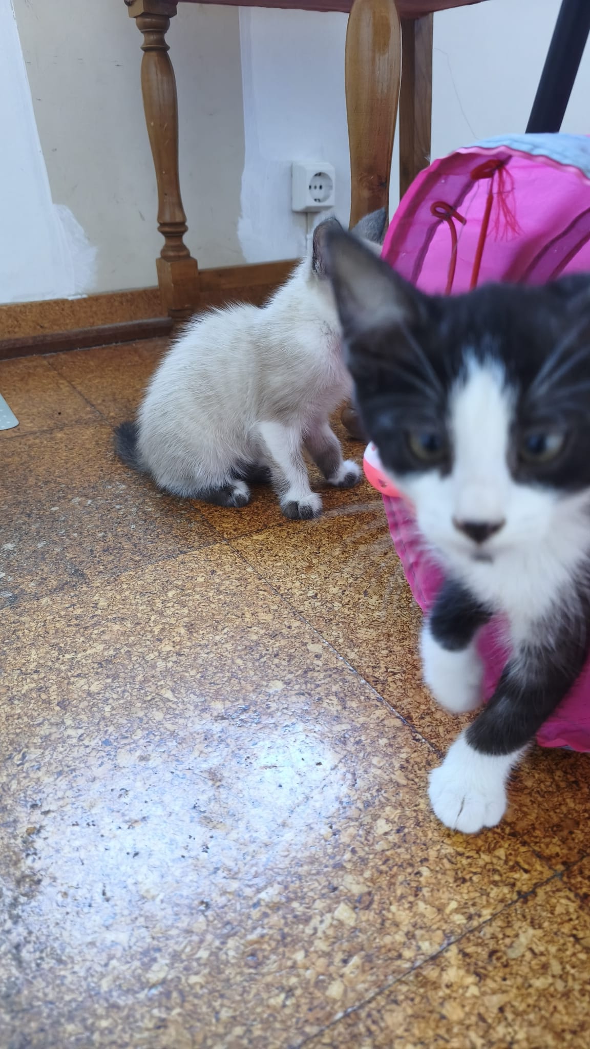 Fotografia de Bruce, gato disponível para adopção