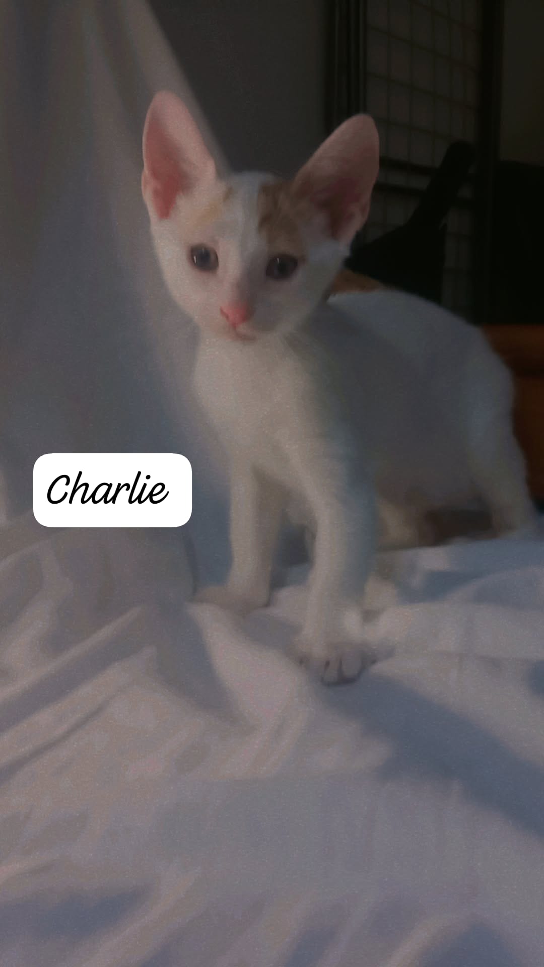 Fotografia de Charlie, gato disponível para adopção