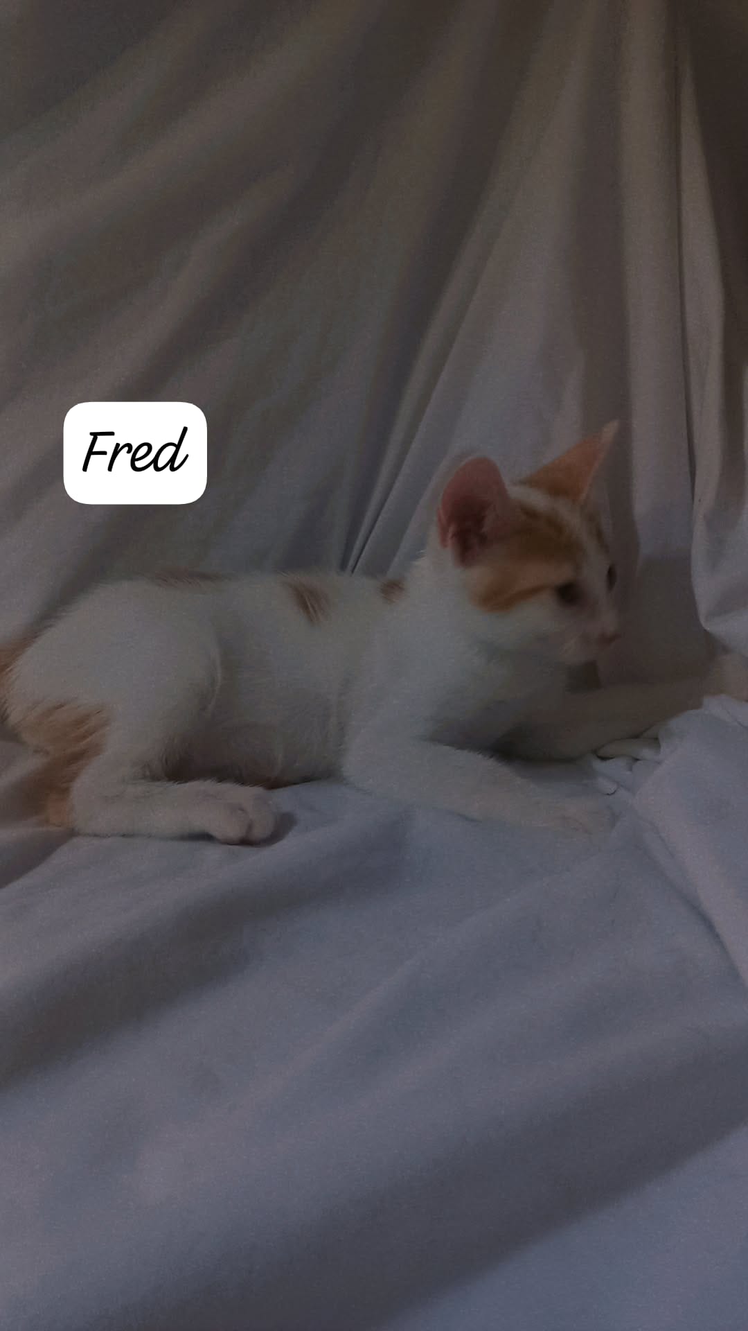 Fotografia de Fred, gato disponível para adopção