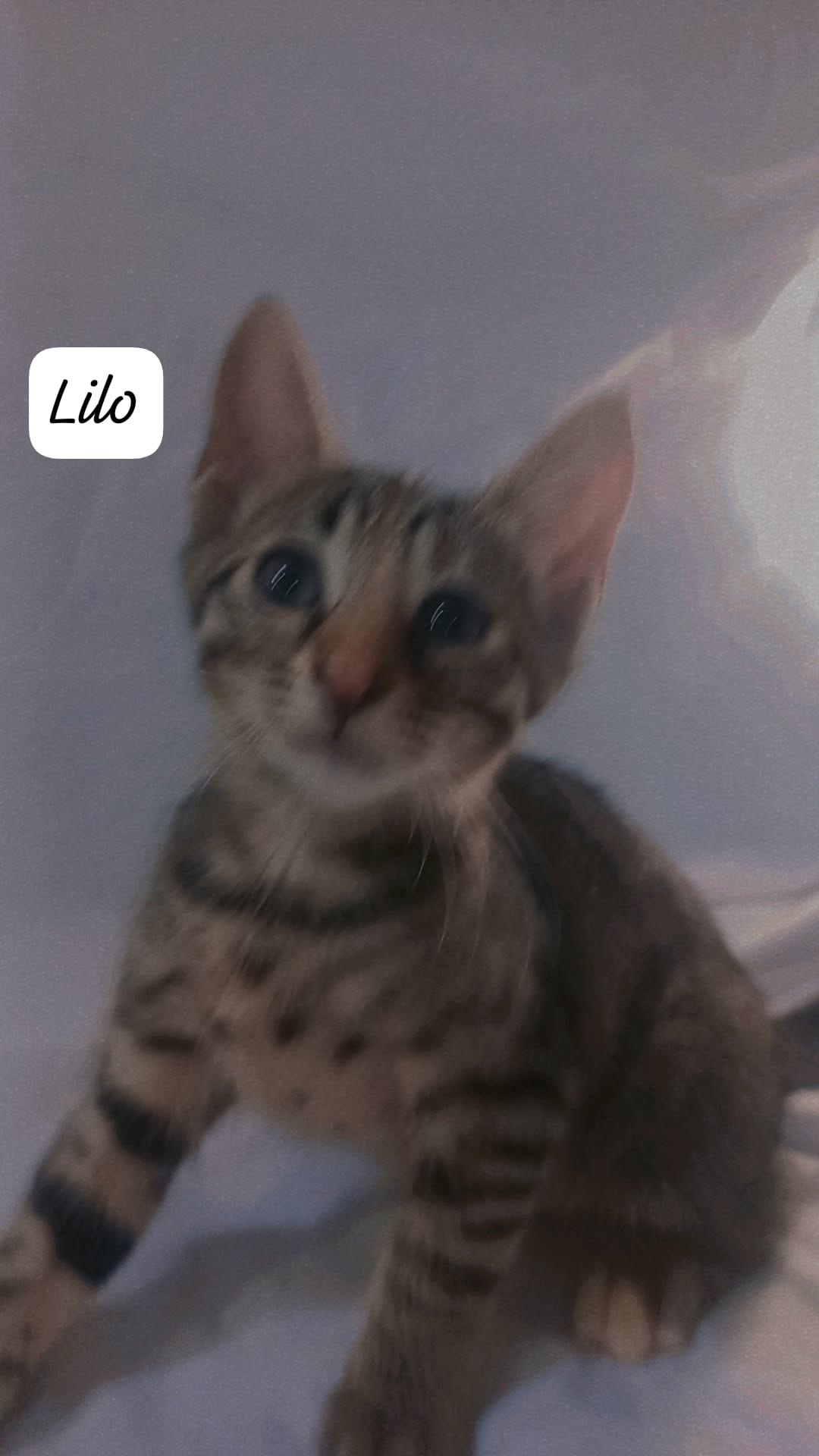 Fotografia de Lilo, gato disponível para adopção