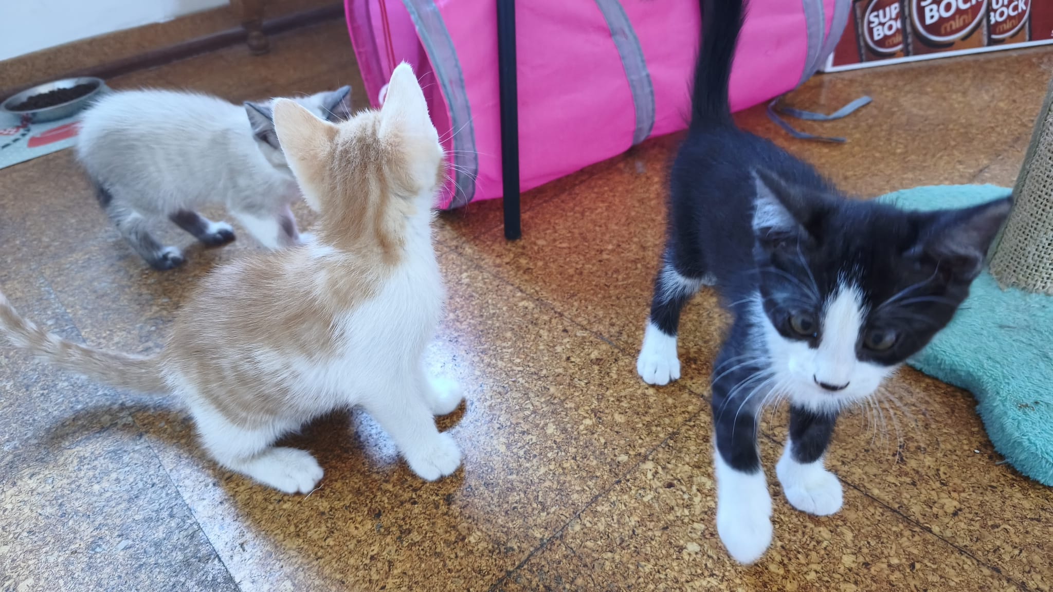 Fotografia de Oliver, gato disponível para adopção