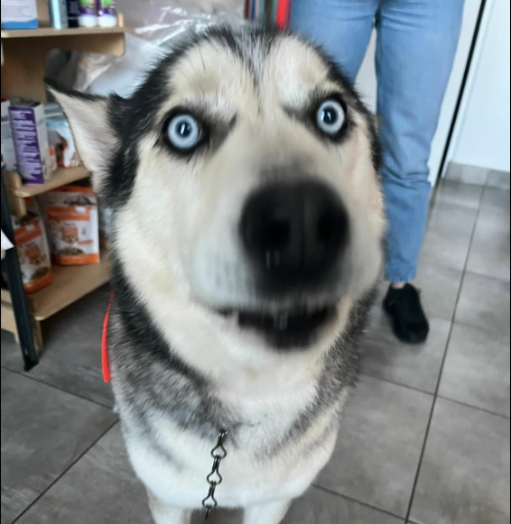 Fotografia de Lobito, cão disponível para adopção