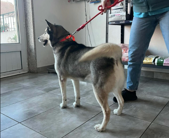 Lobito, cão resgatado pela Associação Pelas Patas Felizes